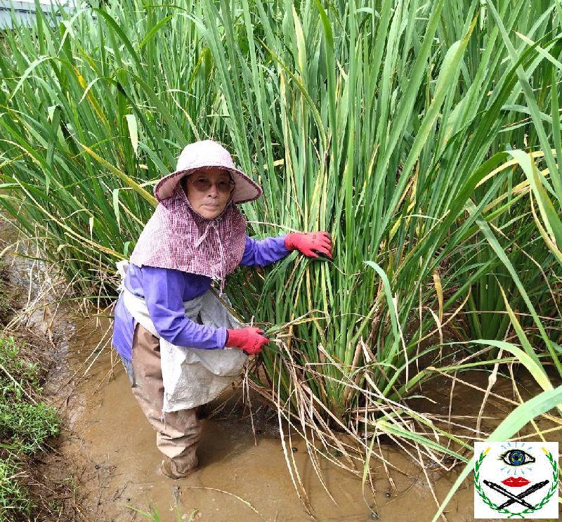 王春梅女士從事茭白筍種植有30多年經驗，兼顧農業生態環境採友善耕作.jpg