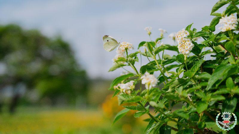 蜜源花卉吸引蝴蝶造訪，讓蝴蝶公園成為名副其實的「蜜」境花園。.jpg