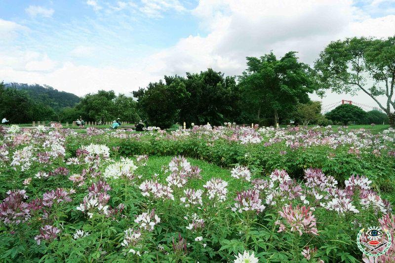 展區「精靈小徑」中的醉蝶花綻放茂密，花色漸層柔美，營造浪漫景緻。.jpg
